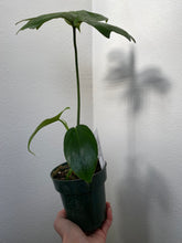 Load image into Gallery viewer, Philodendron Laciniatum
