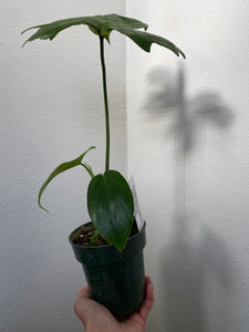 Philodendron Laciniatum