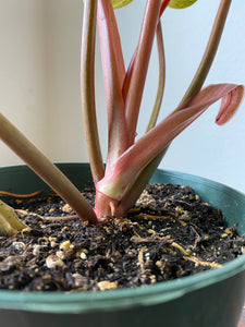 Philodendron Hybrid - Painted Lady