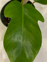 Load image into Gallery viewer, Philodendron Squamiferum