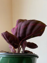 Load image into Gallery viewer, Calathea Roseopicta Medallion - Dottie Pink Stripe