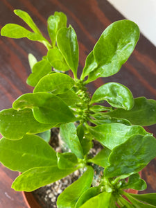Euphorbia Neriifolia - Indian Spurge Treee