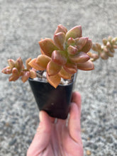 Load image into Gallery viewer, Premium Assorted Succulents - Local Pickup Only
