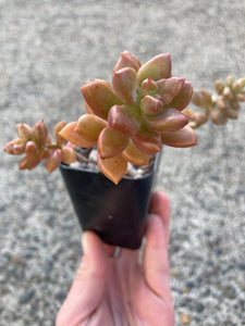 Premium Assorted Succulents - Local Pickup Only