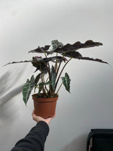 Load image into Gallery viewer, Alocasia - Polly - African Mask Plant - Premium Specimen