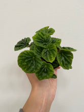 Load image into Gallery viewer, Peperomia - Assorted - 2&quot;