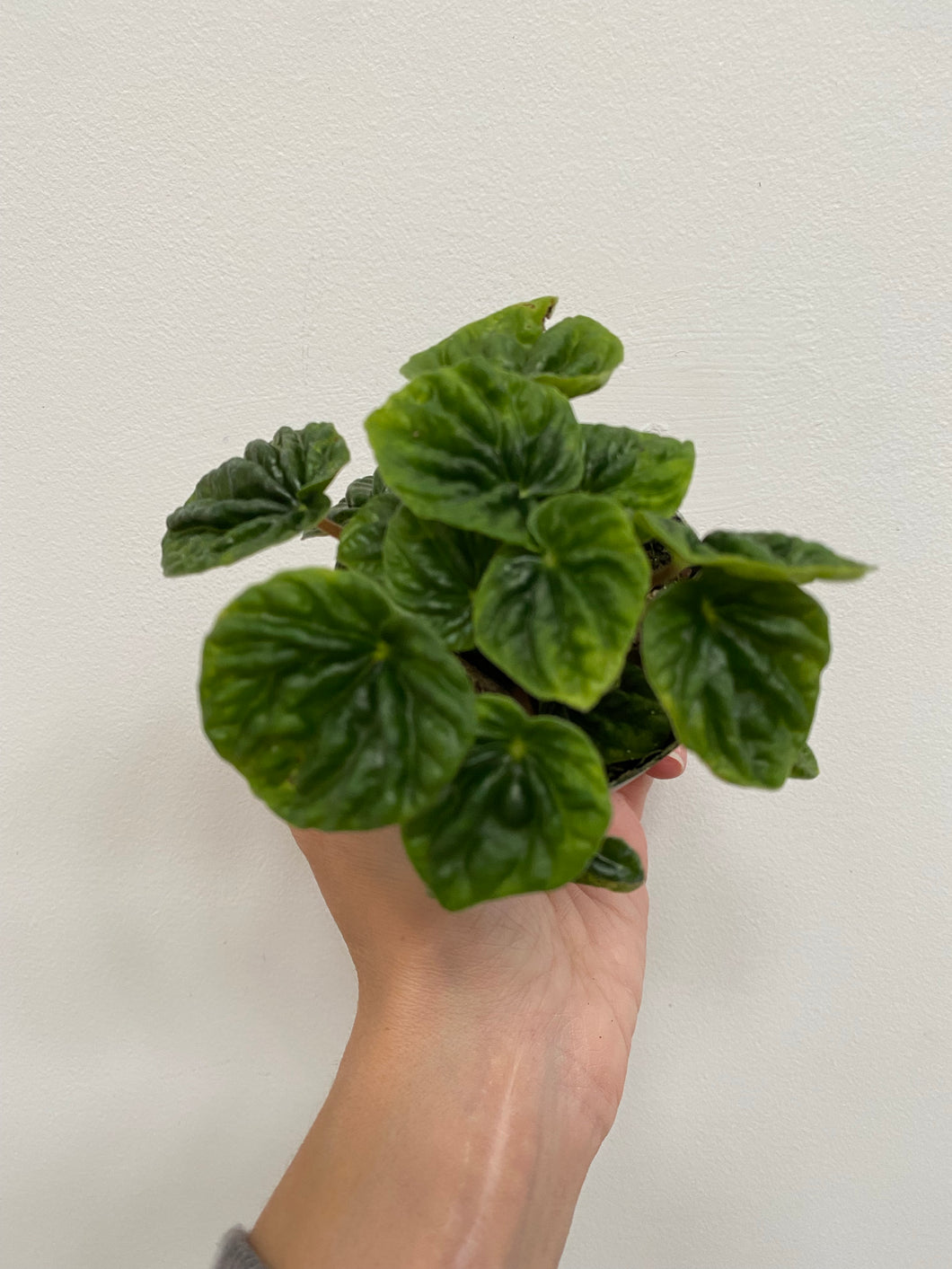 Peperomia - Assorted - 2