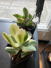 Load image into Gallery viewer, Crassula Ovata Variegata - Variegated Jade