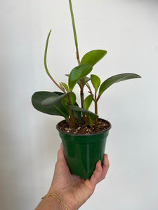 Peperomia - Clusiifolia - Red Margin