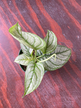 Load image into Gallery viewer, Monstera Siltepecana