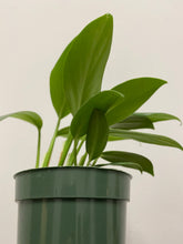 Load image into Gallery viewer, Rhaphidophora Decursiva