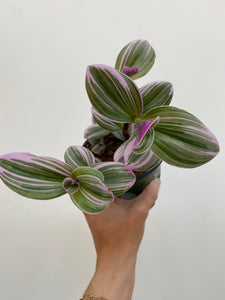 Tradescantia Nanouk - Wandering Dude