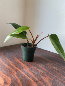 Philodendron Red Emerald - local pickup
