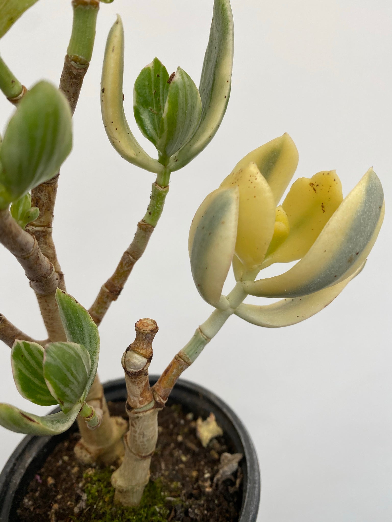 variegated jade plant crassula ovata variegata Crassula Ovata Variegata