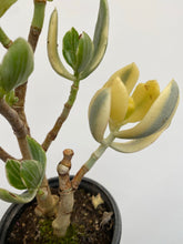 Load image into Gallery viewer, Crassula Ovata Variegata - Variegated Jade
