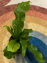 Load image into Gallery viewer, Microsorum musifolium - Crododile Fern