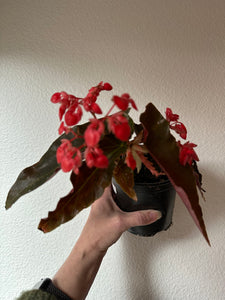 Begonia - Angel Wing - Torch