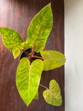 Load image into Gallery viewer, Philodendron Hybrid - Painted Lady