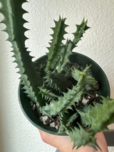 Load image into Gallery viewer, Huernia Zebrina - Lifesaver Cactus