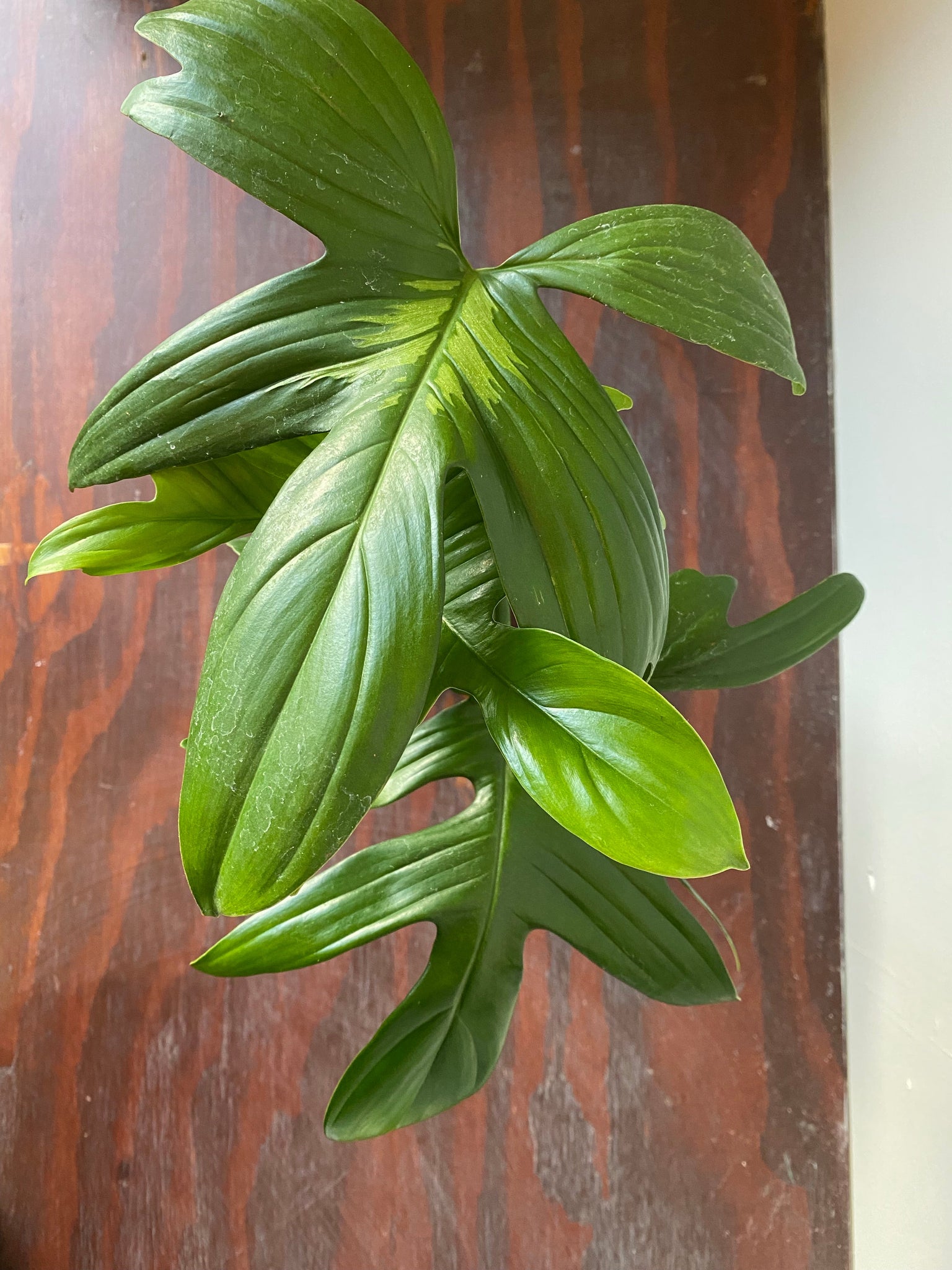 philodendron laciniatum Philodendron Laciniatum – WILDEHAUS