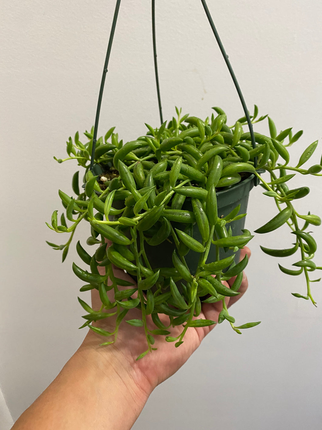 Senecio Radicans - String of Bananas