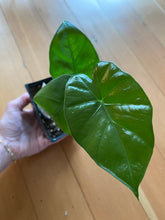 Load image into Gallery viewer, Alocasia - Borneo King