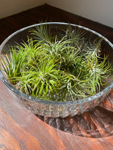 Ionatha Airplant - Sky Plant