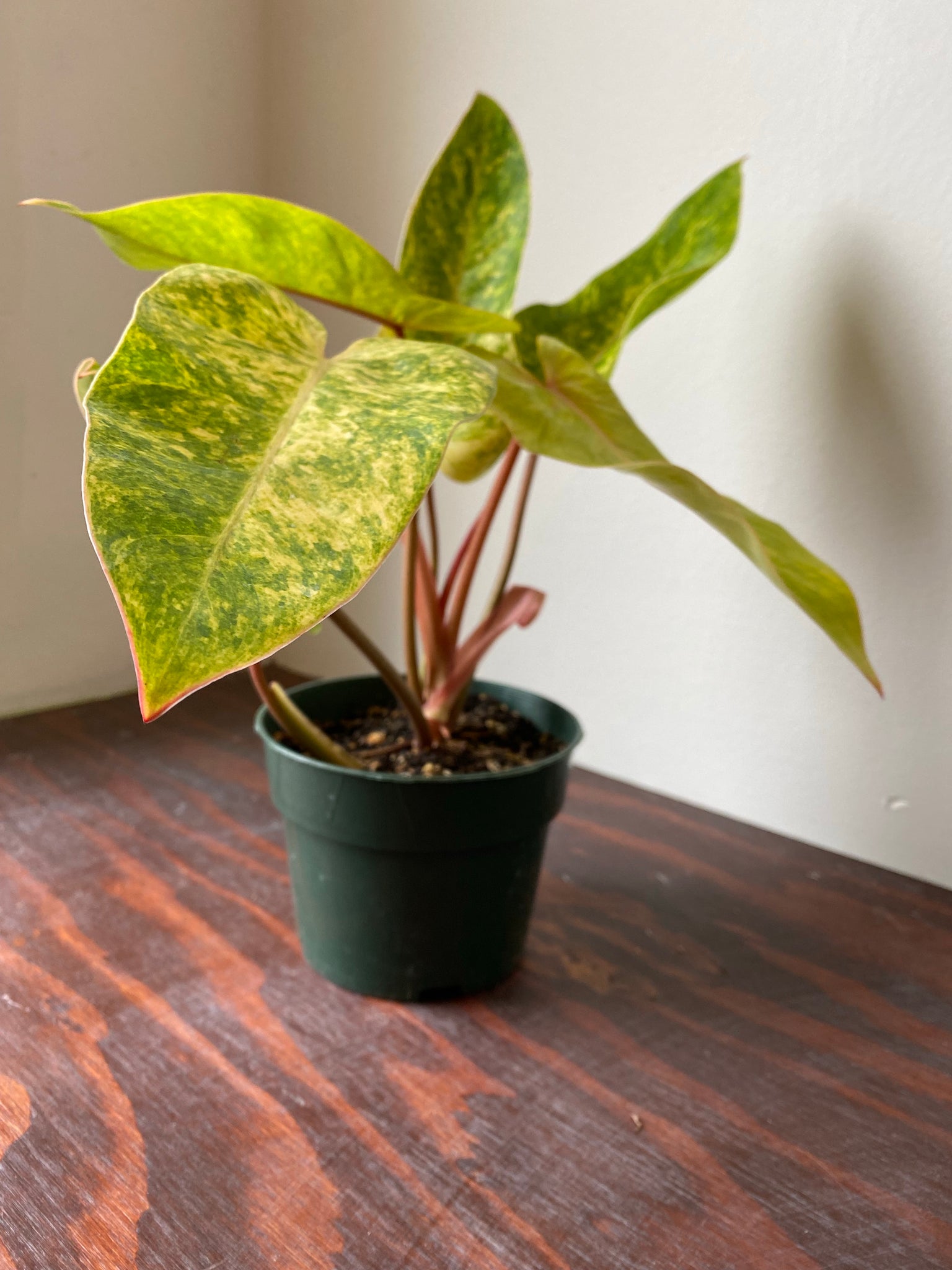 painted lady philodendron hybrid Philodendron Hybrid