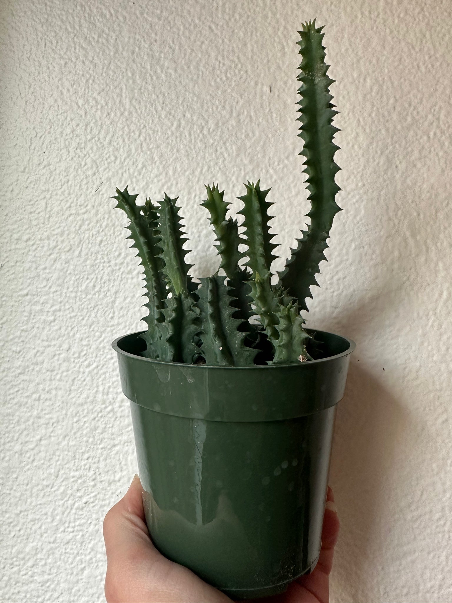 lifesaver cactus succulent Huernia Zebrina