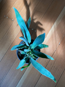 Staghorn Fern