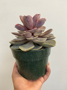 Succulents - Assorted - 6"
