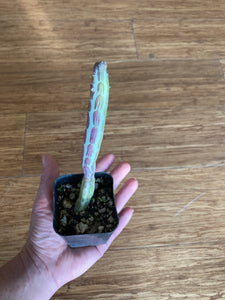 Premium Assorted Succulents - Local Pickup Only