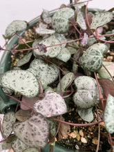 Load image into Gallery viewer, Ceropegia woodii - String of Hearts