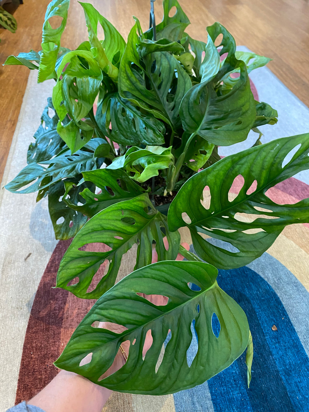 monstera adansonii narrow form Monstera Adansonii - Swiss Cheese Plant