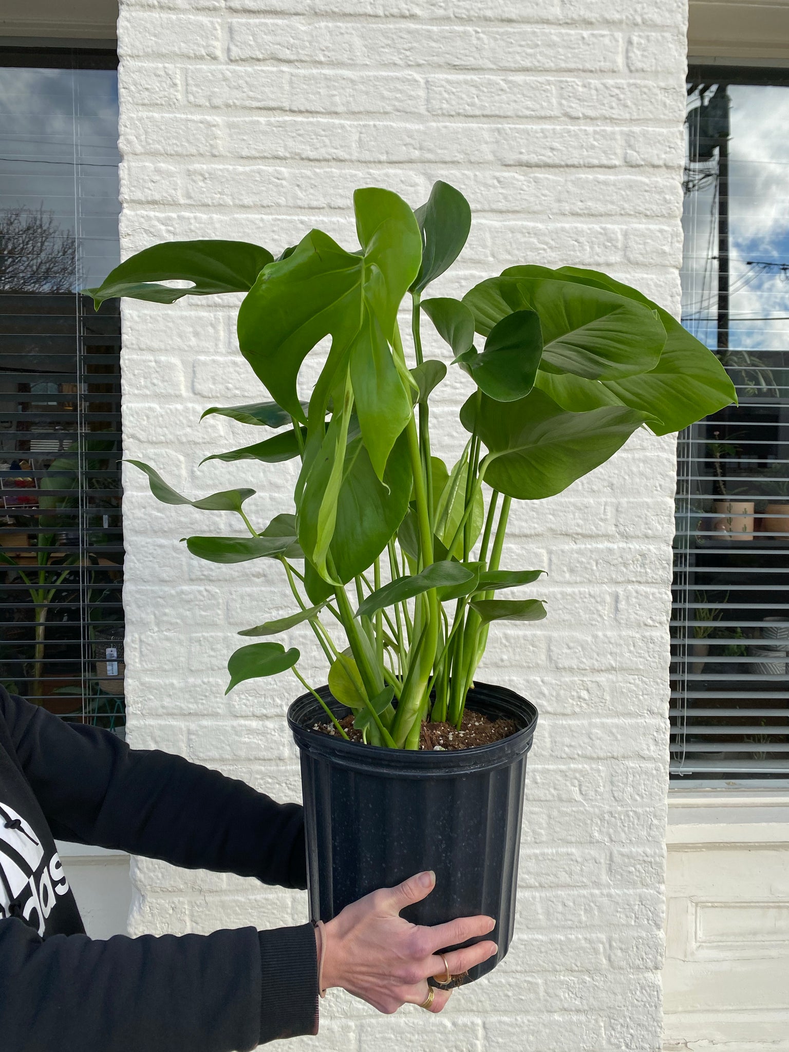 monstera plant portland Monstera Deliciosa