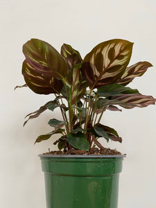 Calathea Makoyana - Peacock Plant - 6