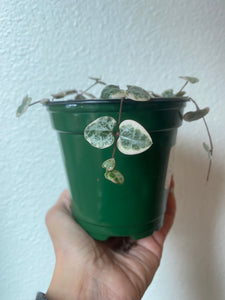 Ceropegia Woodii - Variegated  String of Hearts