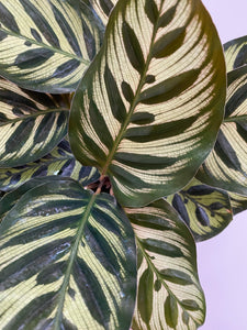 Calathea Makoyana - Peacock Plant - 6