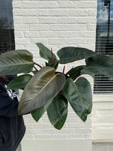 Load image into Gallery viewer, Philodendron Rojo Congo - Red Congo