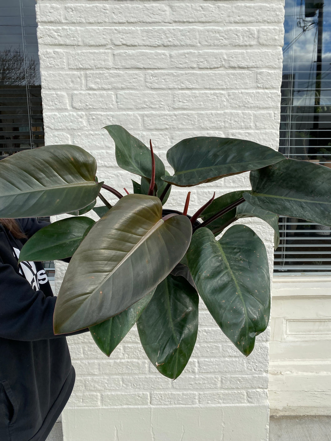 congo philodendron imperial red Philodendron Rojo Congo