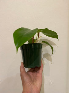 Philodendron Squamiferum