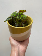 Load image into Gallery viewer, Golden Wave Pot 4&quot;