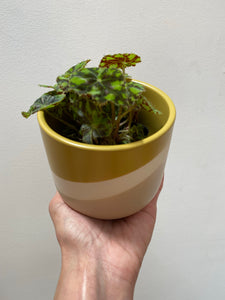 Golden Wave Pot 4"