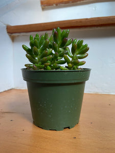 Succulents - Assorted - 4"