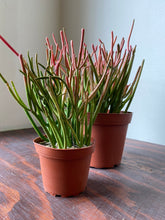 Load image into Gallery viewer, Euphorbia Tirucalli - Sticks on Fire - Red