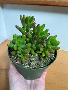 Succulents - Assorted - 4"