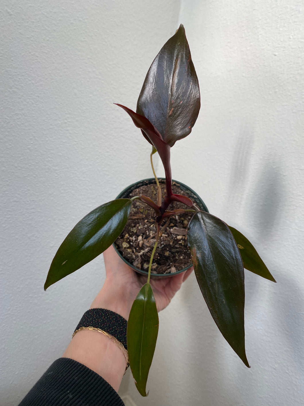 Philodendron Pink Princess - standard 4