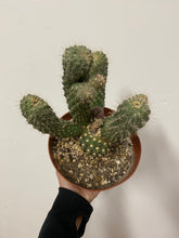 Load image into Gallery viewer, Opuntia Mamillata