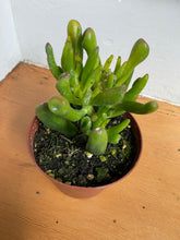 Load image into Gallery viewer, Crassula Ovata - Jade Gollum