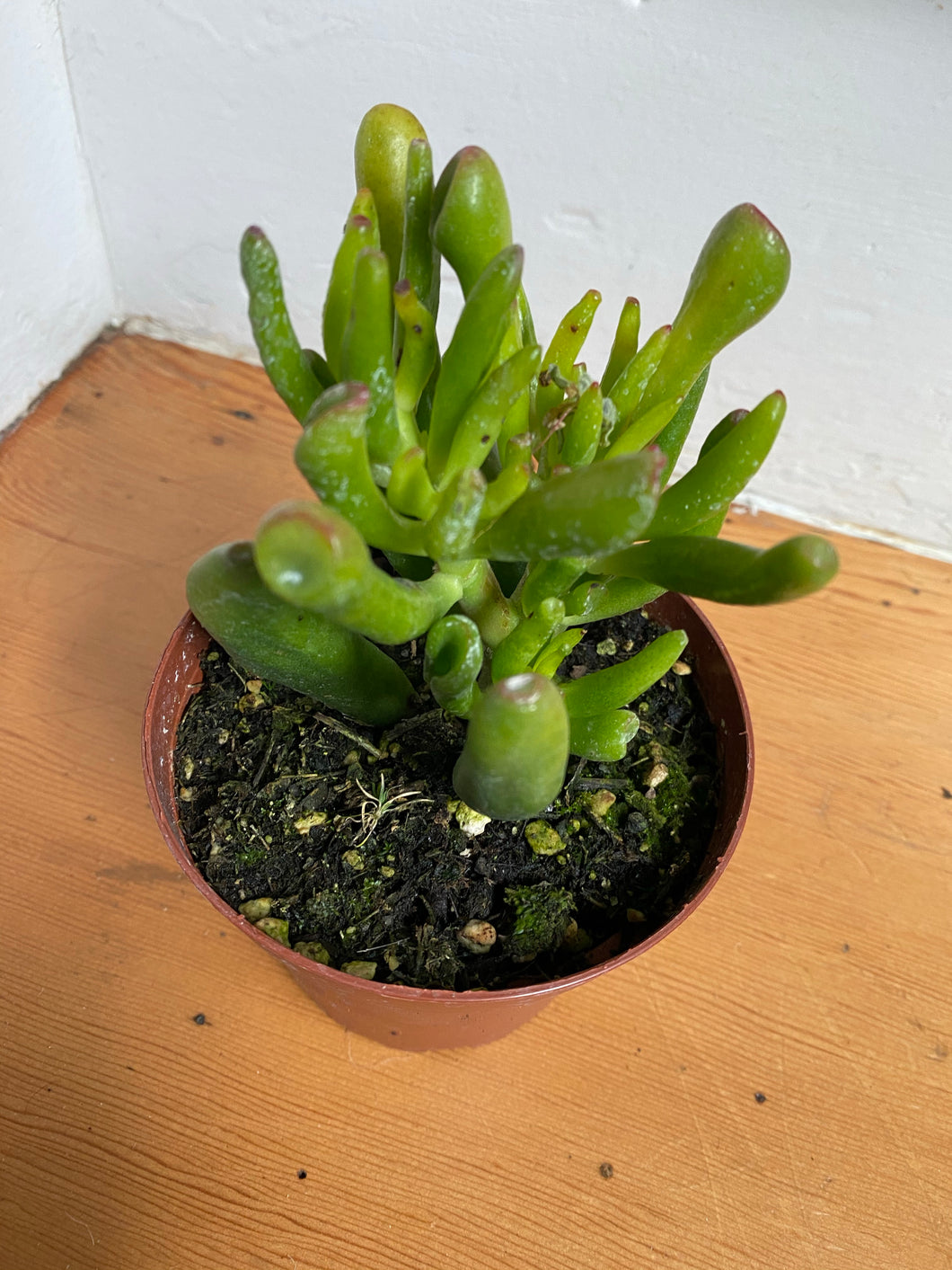 Crassula Ovata - Jade Gollum